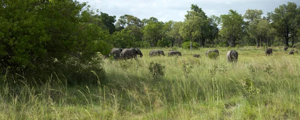Grupo de elefantes no mato — Fotografia de Stock