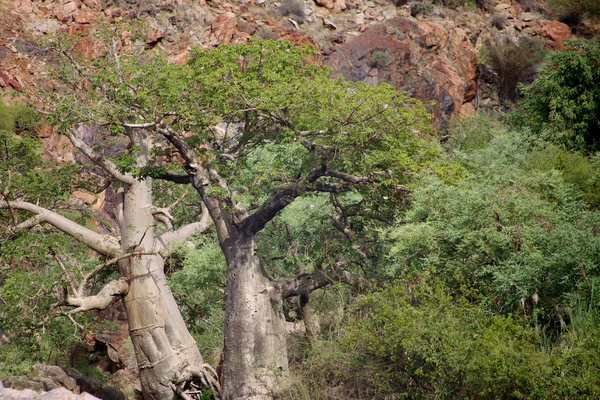 Baobab, a Epupa-vízesés — Stock Fotó