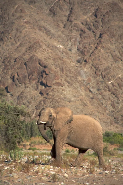 Elefantes en el desierto de la costa del esqueleto —  Fotos de Stock