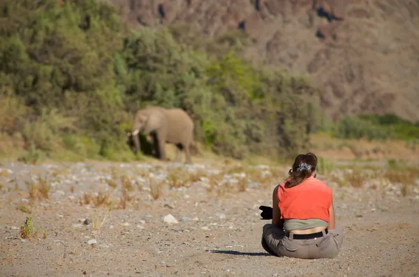 Mujer observando elefante —  Fotos de Stock