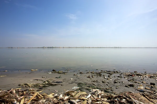 Peces muertos en la playa — Foto de Stock