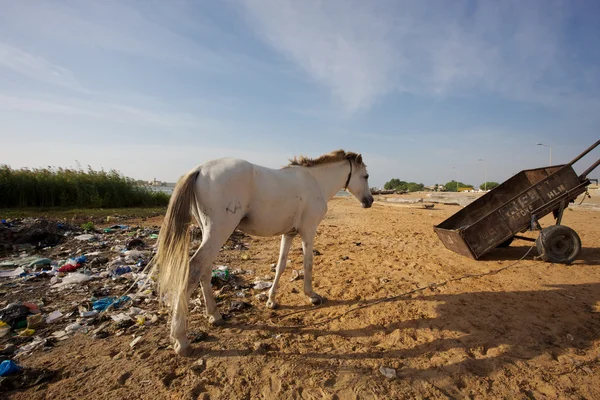 Tête de cheval blanche avec ordures — Photo