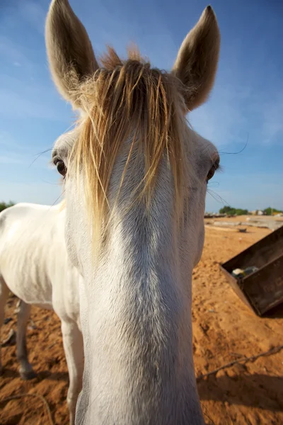 Cabeça de cavalo em Saint Louis — Fotografia de Stock