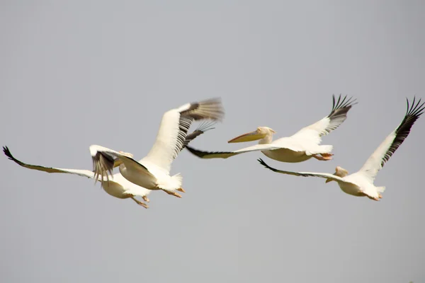 Pelikáni letí — Stock fotografie