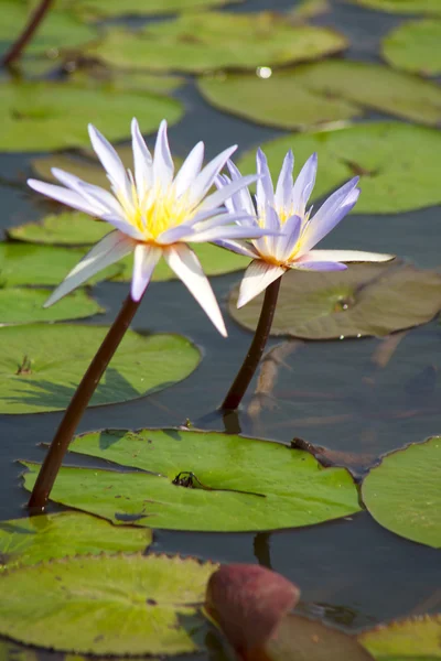 stock image Water lilies