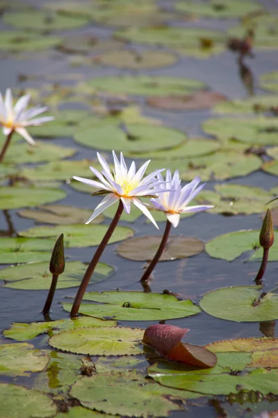 Stock image Water lilies