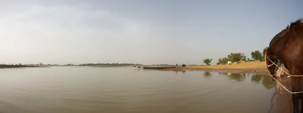 Delta del fiume Niger e un cavallo — Foto Stock