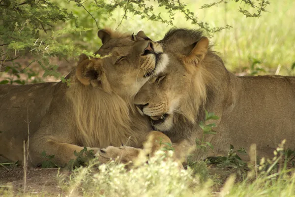 Lions s'embrassant Photos De Stock Libres De Droits