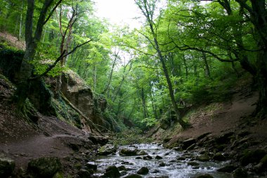 Cascade'lerde bahar orman