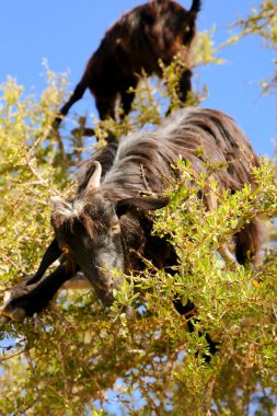 Tree Climbing Goats clipart