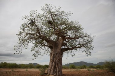 Baobab koakoland içinde