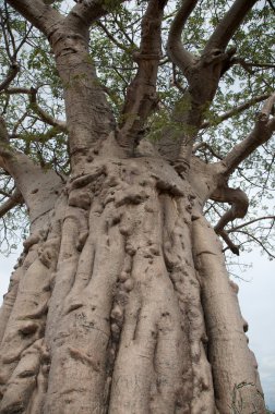 Baobab koakoland içinde