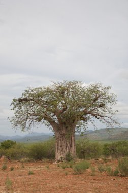 Baobab koakoland içinde