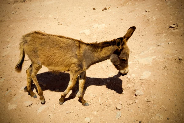 梅迪纳的驴 — 图库照片