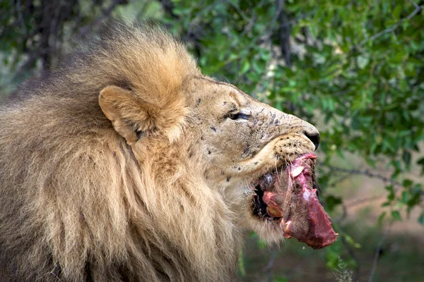 ライオンへの餌やり — ストック写真
