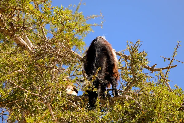 Fa hegymászó kecske — Stock Fotó