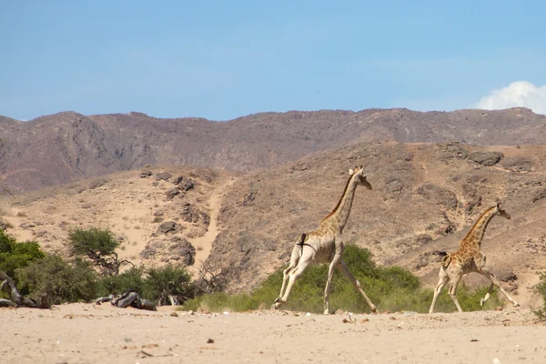 Žirafy běží — Stock fotografie