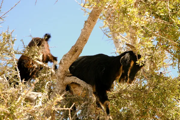 Albero capre rampicanti — Foto Stock