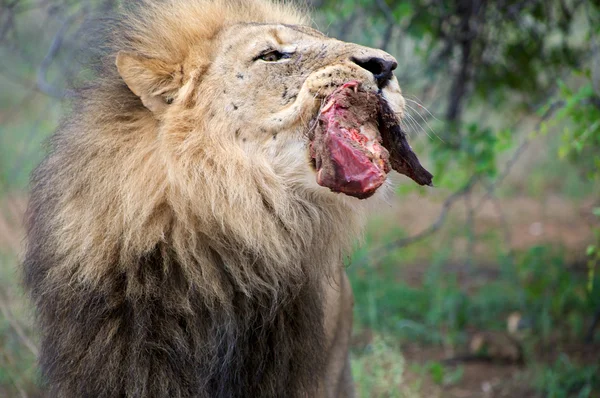 De leeuw voeden — Stockfoto