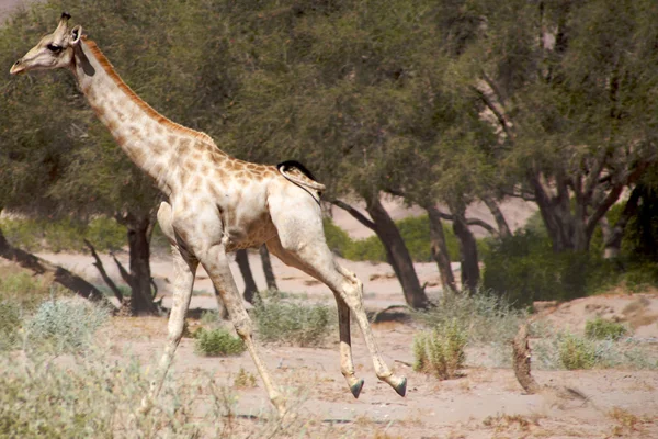 Żyrafa w koakoland — Zdjęcie stockowe