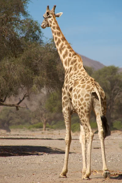 Giraffe in koakoland — Stockfoto