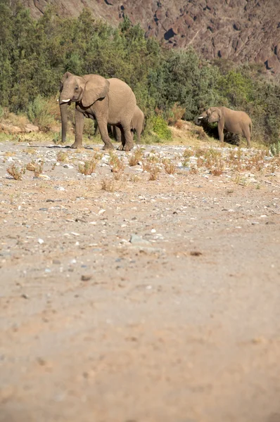 Groep van olifanten — Stockfoto