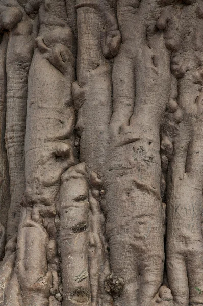 Baobab w koakoland — Zdjęcie stockowe