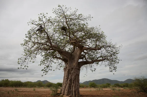 Baobab in de koakoland — Stockfoto