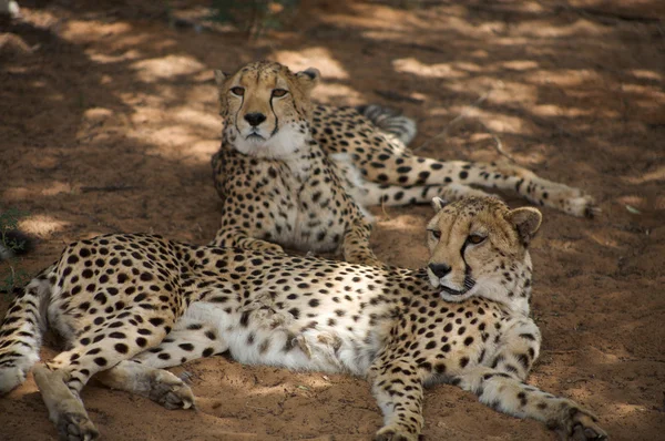 Cheetah harnas içinde — Stok fotoğraf