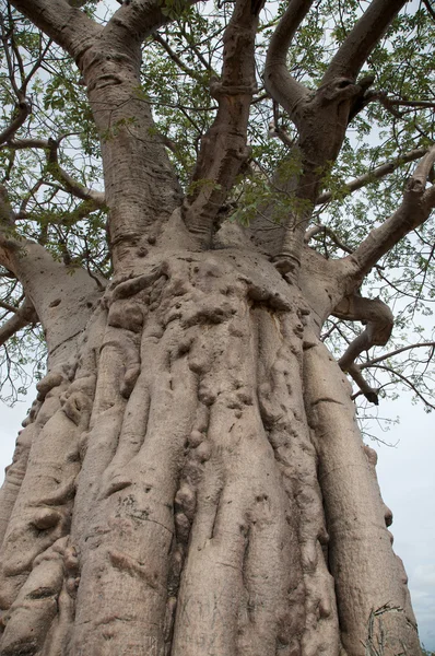 Baobab en el Koakoland — Foto de Stock