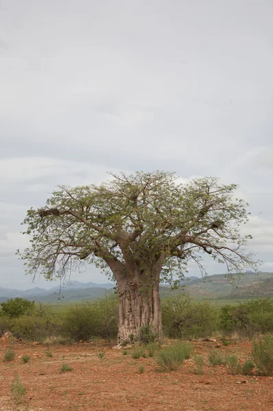 Baobab in de koakoland — Stockfoto