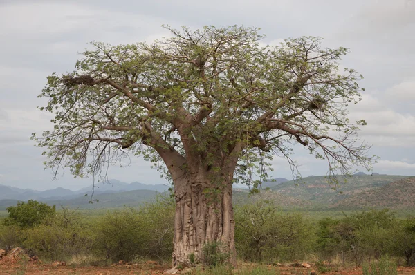Baobab nel Koakoland — Foto Stock