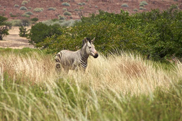 Zebra allein im Busch — Stockfoto
