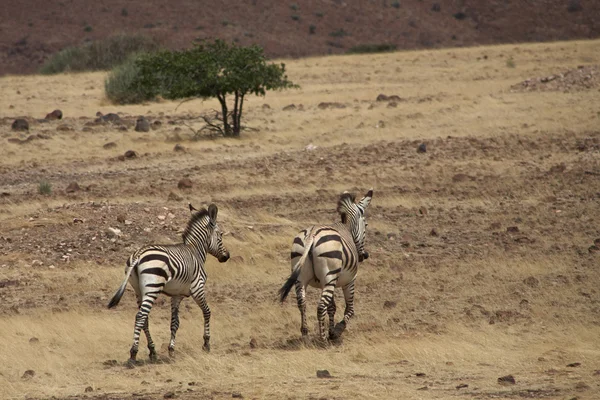 Två zebror promenader — Stock fotografie