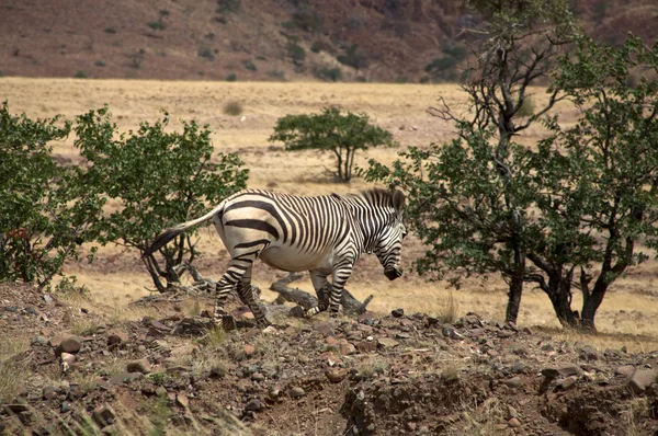 Зебра бежит в кустах — стоковое фото