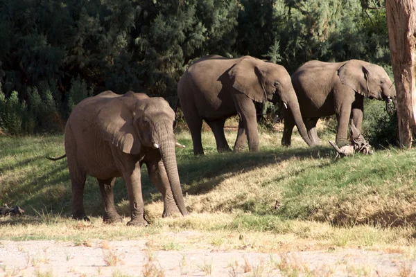 象のグループSkupina slonů — Stock fotografie