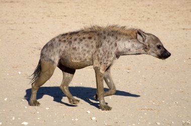 Benekli hyaena