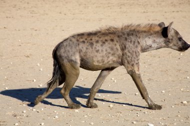 The spotted Hyaena clipart