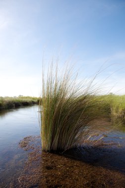 Okavango Deltası