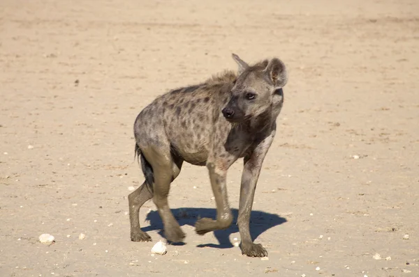 Ομάδα στίγματα hyaenas στην έρημο Καλαχάρι — Φωτογραφία Αρχείου