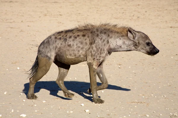 Den fläckiga hyaena — Stockfoto