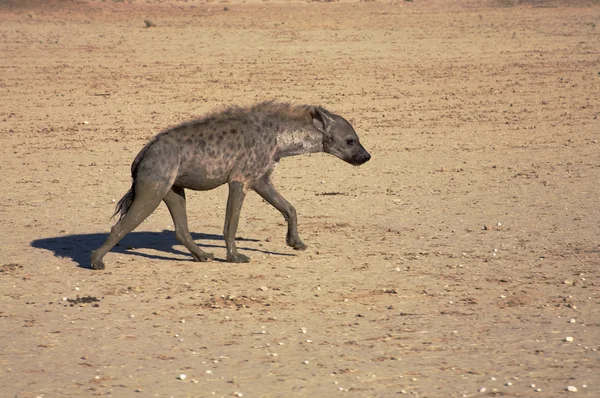 斑点的 hyaena — 图库照片