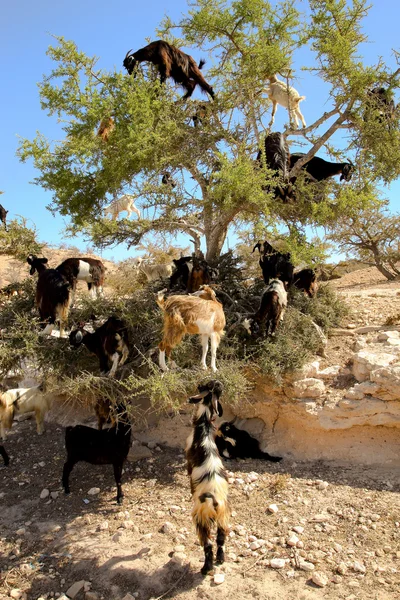Лазающие по деревьям козы — стоковое фото