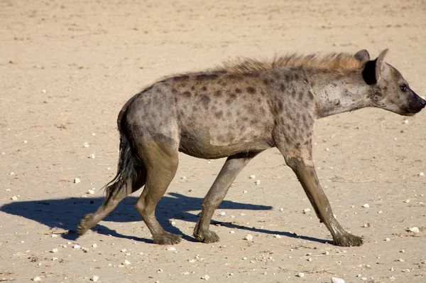 Die gefleckte Hyäne — Stockfoto