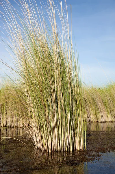 Okavango Deltası