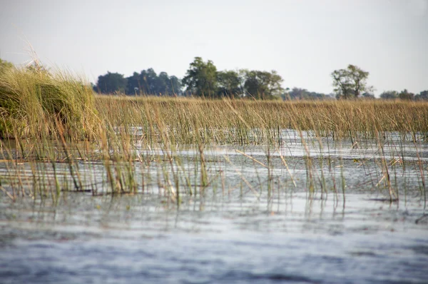 Delta Okawango — Zdjęcie stockowe