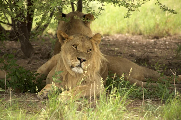 Lions in the bush — Stock Photo, Image