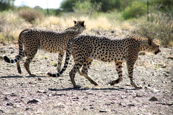 Cheetahs — Stockfoto