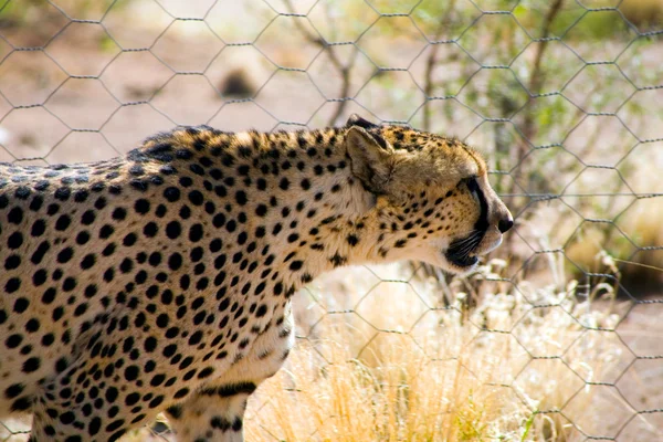 Gepard — Zdjęcie stockowe