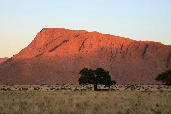 Дикая природа Намибии — стоковое фото